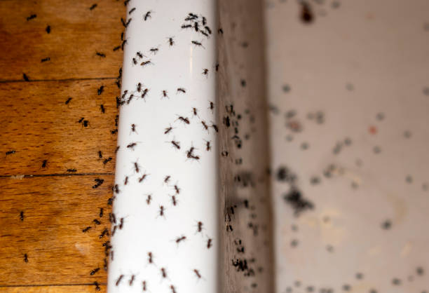 Best Affordable Pest Control Services  in Elmsford, NY
